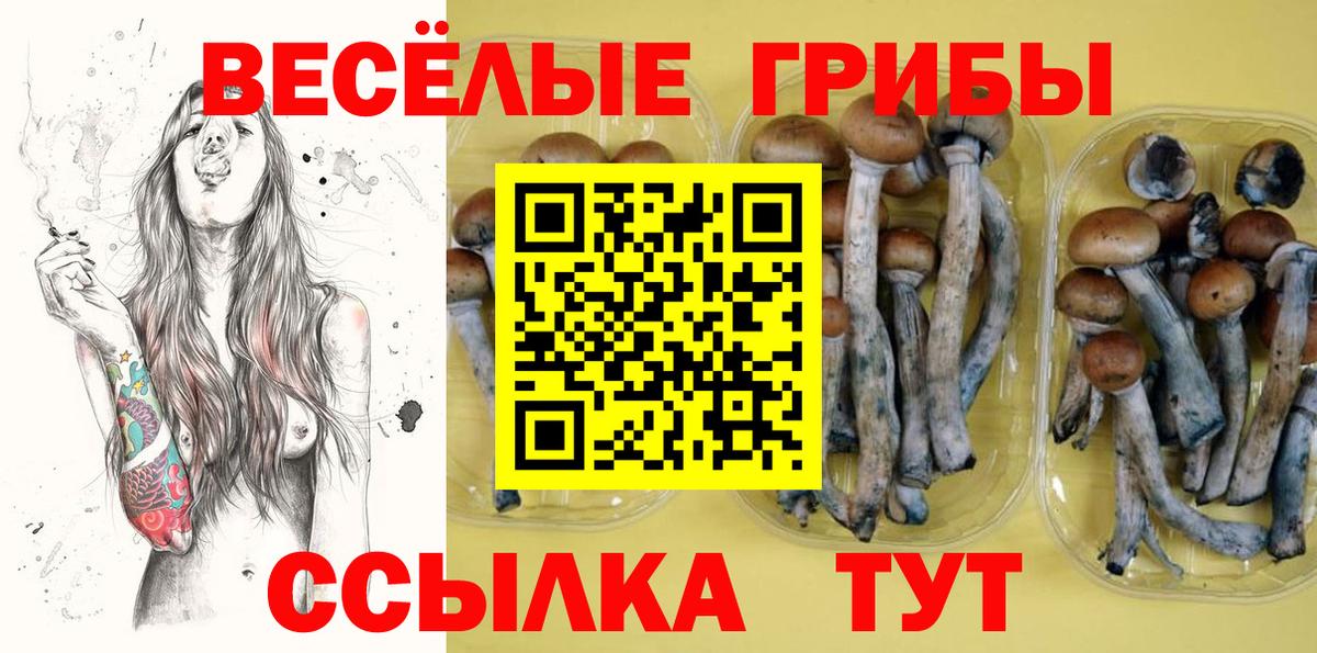 Галлюциногенные грибы Psilocybe Ипатово